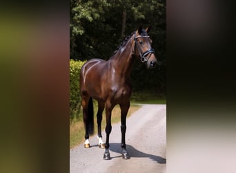 Koń oldenburski, Klacz, 4 lat, 170 cm, Ciemnogniada
