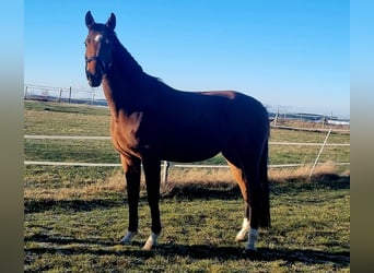 Koń oldenburski, Klacz, 4 lat, 170 cm, Gniada