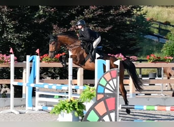 Koń oldenburski, Klacz, 4 lat, 170 cm, Gniada