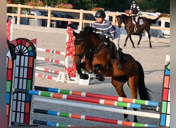 Koń oldenburski, Klacz, 4 lat, 170 cm, Gniada