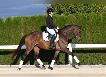 Koń oldenburski, Klacz, 4 lat, 170 cm, Gniada