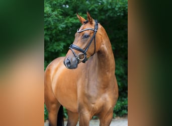 Koń oldenburski, Klacz, 4 lat, 170 cm, Gniada