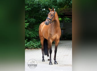 Koń oldenburski, Klacz, 4 lat, 170 cm, Gniada