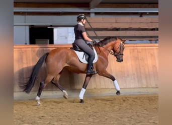 Koń oldenburski, Klacz, 4 lat, 170 cm, Gniada