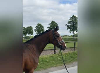 Koń oldenburski, Klacz, 4 lat, 170 cm, Gniada