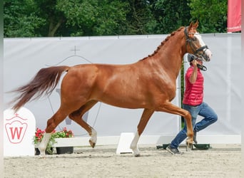 Koń oldenburski, Klacz, 4 lat, 170 cm, Kasztanowata
