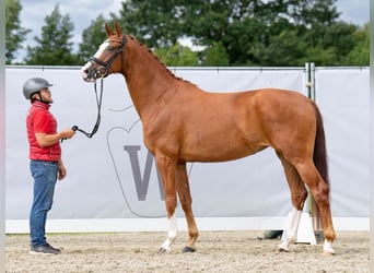 Koń oldenburski, Klacz, 4 lat, 170 cm, Kasztanowata