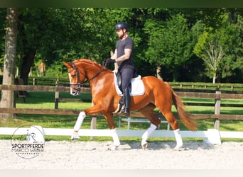 Koń oldenburski, Klacz, 4 lat, 170 cm, Kasztanowata