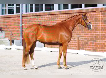 Koń oldenburski, Klacz, 4 lat, 170 cm, Kasztanowata