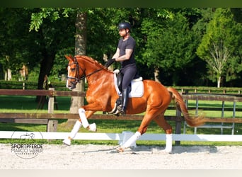 Koń oldenburski, Klacz, 4 lat, 170 cm, Kasztanowata