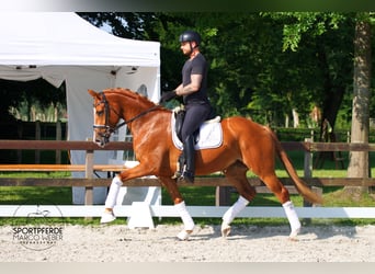 Koń oldenburski, Klacz, 4 lat, 170 cm, Kasztanowata