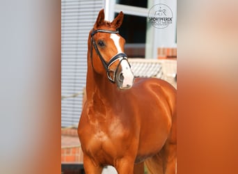 Koń oldenburski, Klacz, 4 lat, 170 cm, Kasztanowata