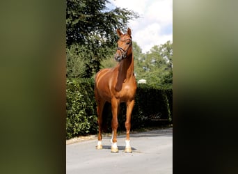 Koń oldenburski, Klacz, 4 lat, 170 cm, Kasztanowata