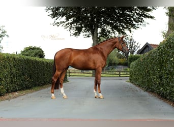Koń oldenburski, Klacz, 4 lat, 170 cm, Kasztanowata