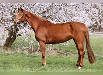Koń oldenburski, Klacz, 4 lat, 172 cm, Ciemnokasztanowata