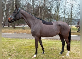 Koń oldenburski, Klacz, 4 lat, 172 cm, Gniada