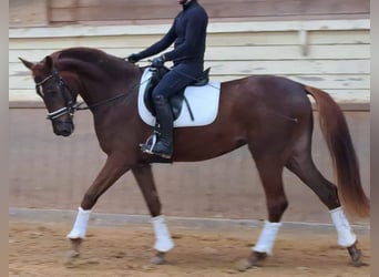 Koń oldenburski, Klacz, 4 lat, 172 cm, Kasztanowata