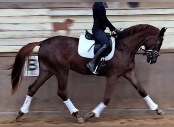 Koń oldenburski, Klacz, 4 lat, 172 cm, Kasztanowata