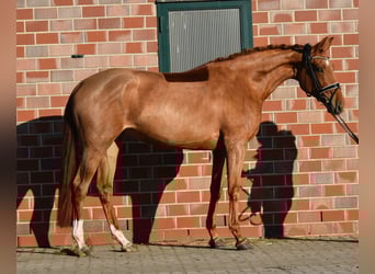 Koń oldenburski, Klacz, 4 lat, 172 cm, Kasztanowata