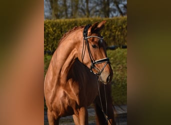 Koń oldenburski, Klacz, 4 lat, 172 cm, Kasztanowata