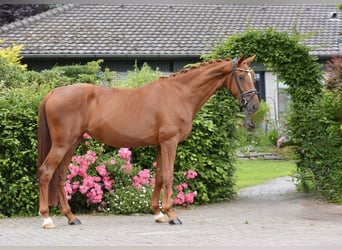 Koń oldenburski, Klacz, 4 lat, 172 cm, Kasztanowata