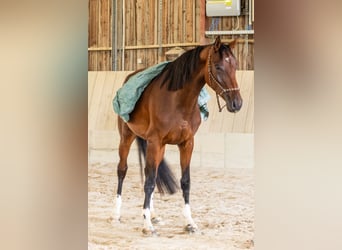 Koń oldenburski, Klacz, 4 lat, 173 cm, Gniada