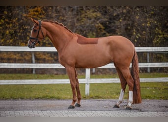 Koń oldenburski, Klacz, 4 lat, 173 cm, Kasztanowata