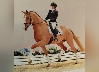 Koń oldenburski, Klacz, 4 lat, 173 cm, Kasztanowata