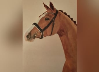 Koń oldenburski, Klacz, 4 lat, 173 cm, Kasztanowata