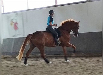 Koń oldenburski, Klacz, 4 lat, 173 cm, Kasztanowata