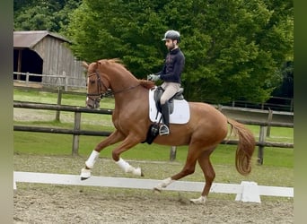 Koń oldenburski, Klacz, 4 lat, 173 cm, Kasztanowata