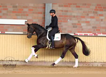 Koń oldenburski, Klacz, 4 lat, 173 cm, Skarogniada