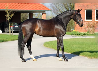 Koń oldenburski, Klacz, 4 lat, 175 cm, Ciemnogniada