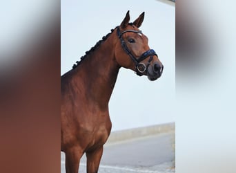 Koń oldenburski, Klacz, 4 lat, 176 cm, Gniada