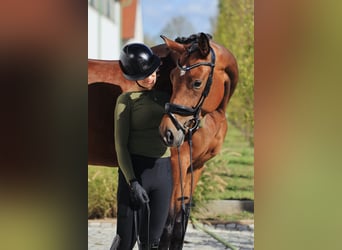 Koń oldenburski, Klacz, 4 lat, 176 cm, Gniada