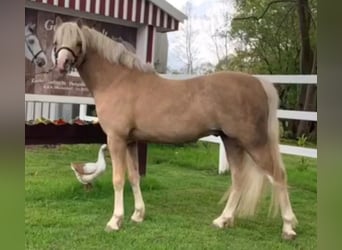 Koń oldenburski, Klacz, 5 lat, 153 cm, Siwa