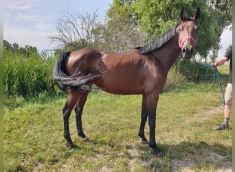 Koń oldenburski, Klacz, 5 lat, 157 cm, Gniada