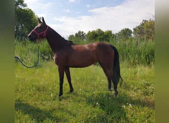 Koń oldenburski, Klacz, 5 lat, 157 cm, Gniada