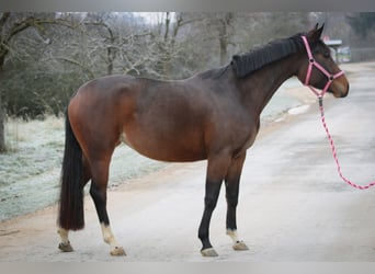 Koń oldenburski, Klacz, 5 lat, 160 cm, Gniada