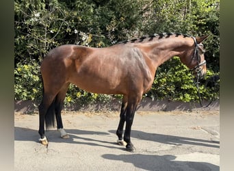 Koń oldenburski, Klacz, 5 lat, 162 cm, Gniada