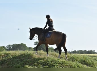 Koń oldenburski, Klacz, 5 lat, 162 cm, Gniada