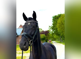 Koń oldenburski, Klacz, 5 lat, 162 cm, Kara