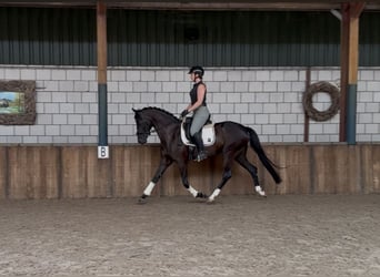 Koń oldenburski, Klacz, 5 lat, 162 cm, Kara