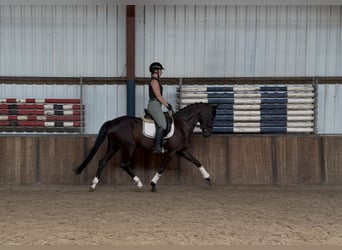 Koń oldenburski, Klacz, 5 lat, 162 cm, Kara