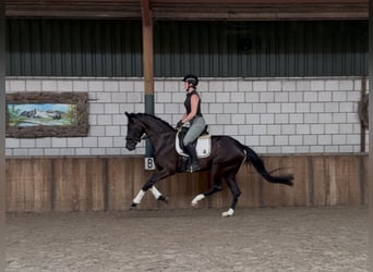 Koń oldenburski, Klacz, 5 lat, 162 cm, Kara