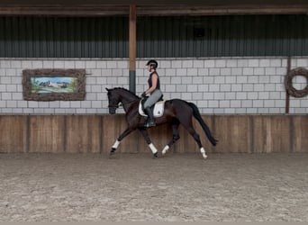 Koń oldenburski, Klacz, 5 lat, 162 cm, Kara
