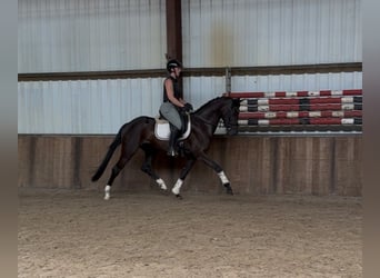 Koń oldenburski, Klacz, 5 lat, 162 cm, Kara