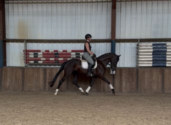 Koń oldenburski, Klacz, 5 lat, 162 cm, Kara