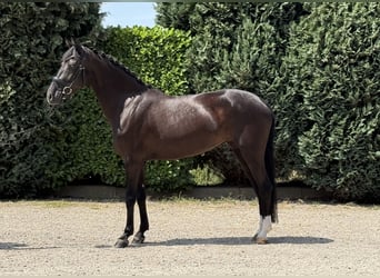 Koń oldenburski, Klacz, 5 lat, 162 cm, Kara