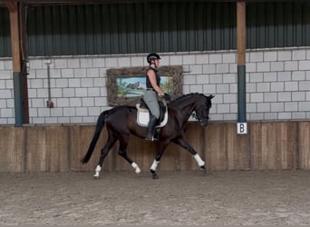 Koń oldenburski, Klacz, 5 lat, 162 cm, Kara